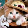 tomieujerry